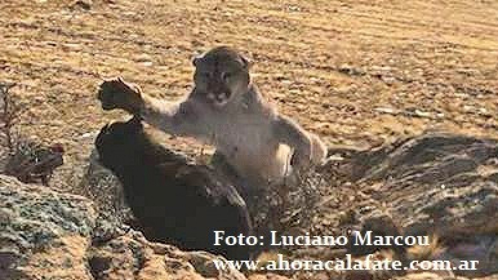 Foto: Luciano Marcou, Ahora Calafate